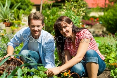 Gardening in summer - couple harvesting 