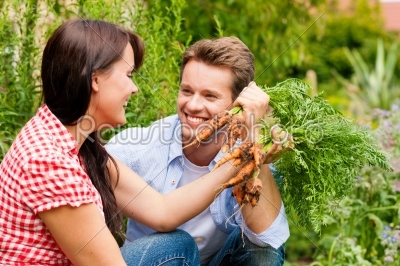 Gardening in summer - couple harvesting carrots 
