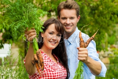 Gardening in summer - couple harvesting carrots