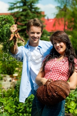 Gardening in summer - couple harvesting carrots