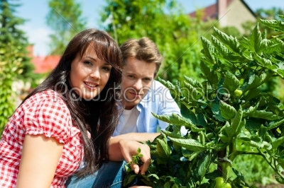 Gardening in summer - couple harvesting tomatoes