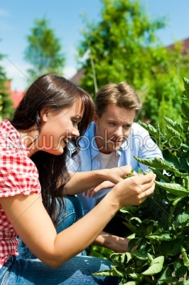 Gardening in summer - couple harvesting tomatoes