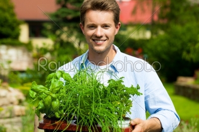 Gardening in summer - man with herbs