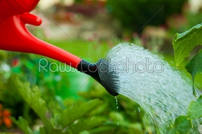 Gardening in summer - someone watering flowers 