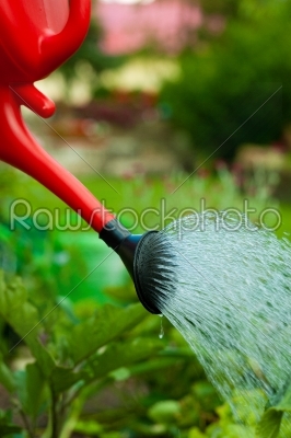 Gardening in summer - someone watering flowers 