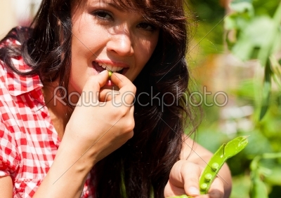 Gardening in summer - woman harvesting peas