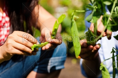 Gardening in summer - woman harvesting peas
