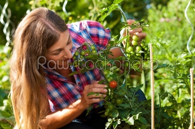Gardening in summer - woman harvesting tomatoes 