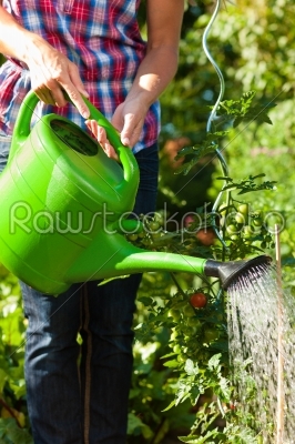 Gardening in summer - woman watering plants