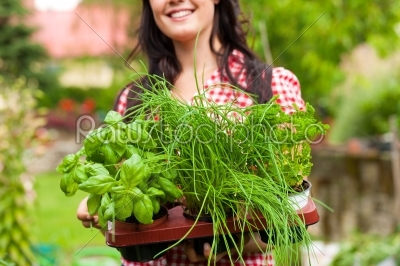 Gardening in summer - woman with herbs