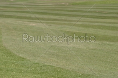 Golf Grass