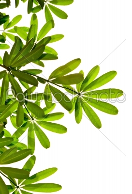 green leaves and branches on white background 