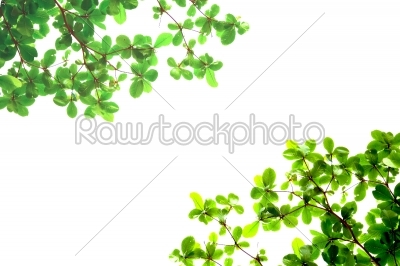 green leaves from bottom view