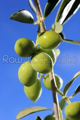 green olives on branch with leaves 
