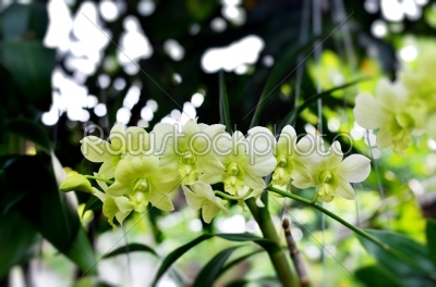 green orchid