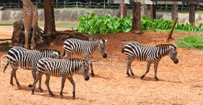 group of zebra in the zoo