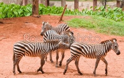 group of zebra in the zoo