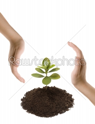 hands and young growing little tree