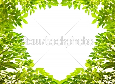 heart shape leaves