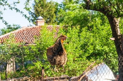 hen on a fence in a farmyard
