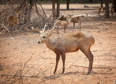 impala or an antelope a kind of deer in relax candid