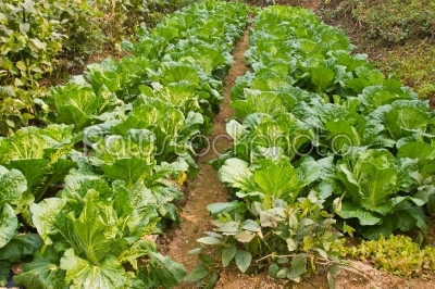 korean vegetable garden