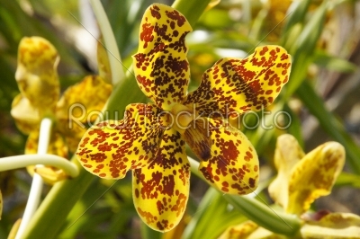 Largest orchid in the world, Grammatophyllum specinocum