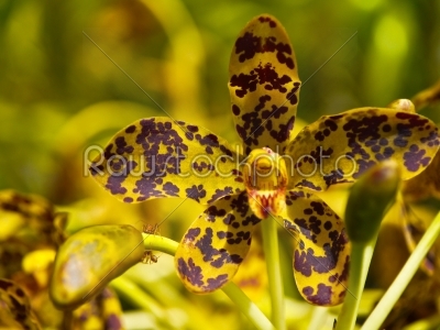 Largest orchid in the world, Grammatophyllum specinocum