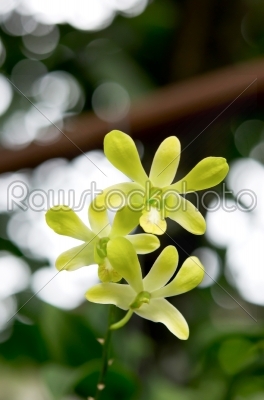 lemon chiffon orchids