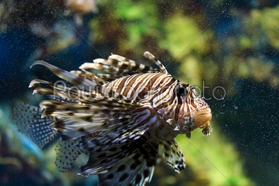 Lionfish (Pterois mombasae)
