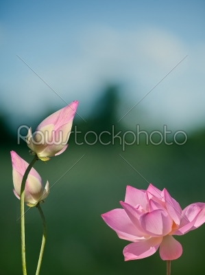 lotus aquatic flora 