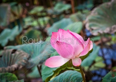 lotus aquatic flora 