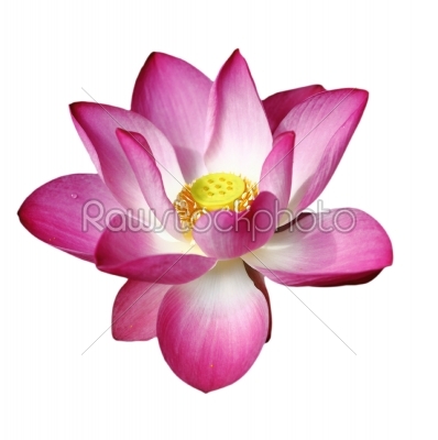 lotus aquatic flora blossom isolated on white with work paths 