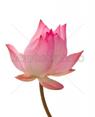 lotus aquatic flora isolated on white