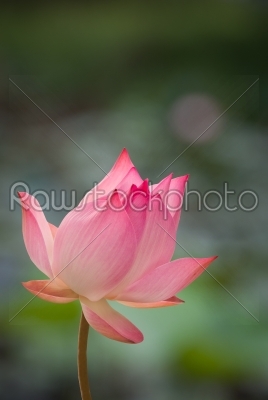 lotus aquatic flora on natural blur background