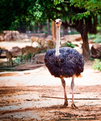male full body ostrich portrait