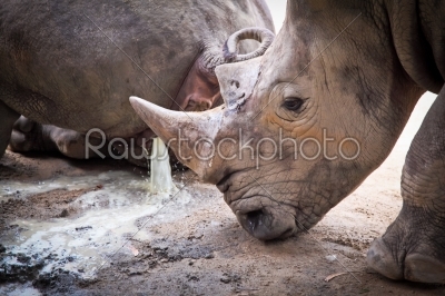 male white rhinoceros smelling the female pee