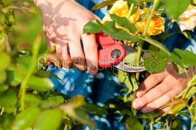 man cutting the roses in garden