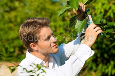 Man is cutting fruit tree with trimmer