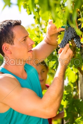 Man picking grapes with shear at harvest time