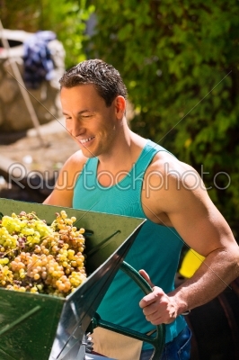 Man working with grape harvesting machine
