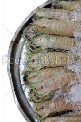 Mantis shrimp on white