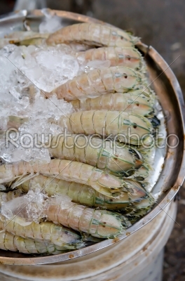 Mantis shrimp with ice