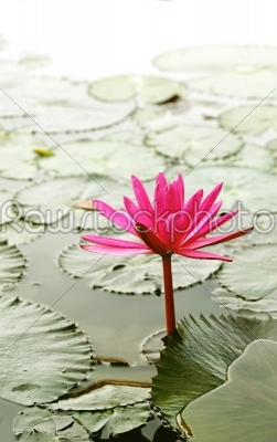 morning pink lotus