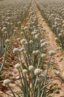 onion field