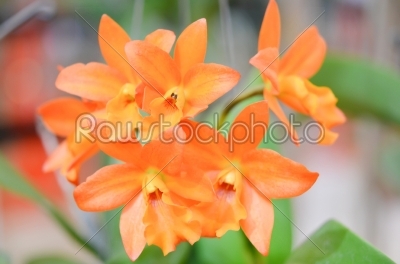 orange  orchid