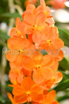 orange  orchids