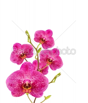 orchid  blooms