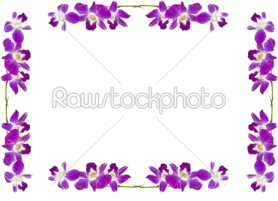 Orchids 