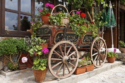 Ox Cart with Flowers in Veliko Tarnovo Bulgaria  